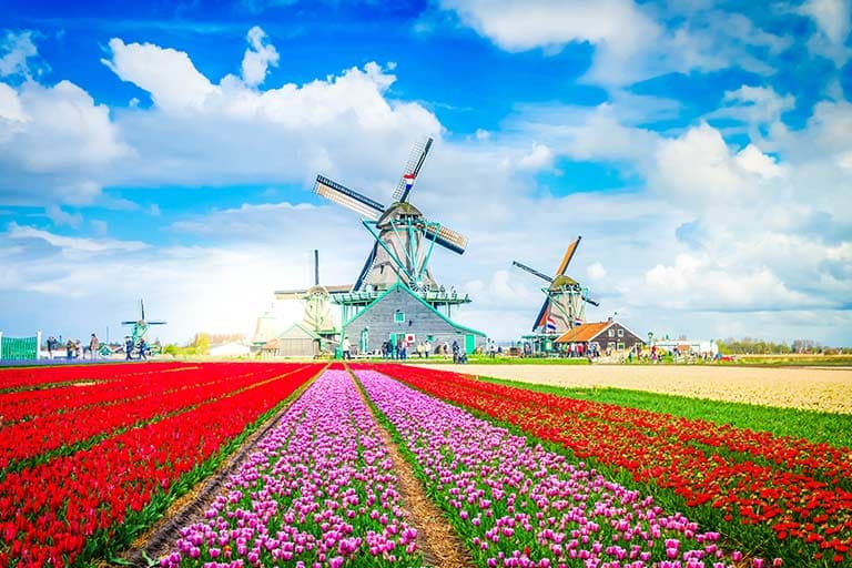 Nederlandse tulpenvelden — dagtochten en sightseeing met Taxi Oss Centraal